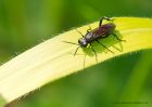 sawfly_260610a.jpg