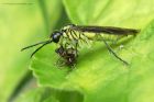 sawfly_300514d.jpg