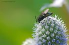 sawfly_gdn_010819a.jpg