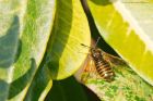 sawfly_gdn_170419a.jpg