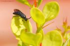 sawfly_gdn_270520a.jpg