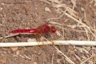 Filename=scarletDarter_100612a.jpg
Filesize=241KB
Dimensions=1000x667
Date added=Oct 10, 2012 scarletDarter_100612a.jpg