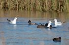 scaup_071110a.jpg