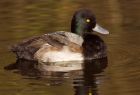 scaup_121108b.jpg