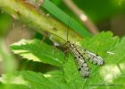 scorpianFly_180510a.jpg