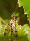 scorpianfly_260708c.jpg