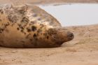 Filename=seal_101109b.jpg
Filesize=200KB
Dimensions=1000x665
Date added=Nov 14, 2009 seal_101109b.jpg