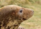 Filename=seal_101109s.jpg
Filesize=211KB
Dimensions=1000x714
Date added=Nov 14, 2009 seal_101109s.jpg