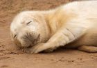 Filename=seal_101109zf.jpg
Filesize=205KB
Dimensions=1000x714
Date added=Nov 14, 2009 seal_101109zf.jpg