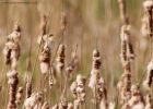 sedgeWarbler_010510a.jpg