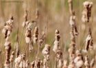 sedgeWarbler_010510b.jpg