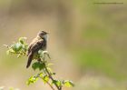 sedgeWarbler_010510c.jpg