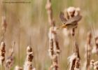 sedgeWarbler_010510j.jpg