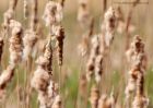 sedgeWarbler_010510k.jpg