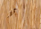 sedgeWarbler_010510l.jpg