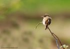 sedgeWarbler_010510m.jpg