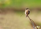 sedgeWarbler_010510p.jpg