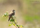 sedgeWarbler_010510q.jpg