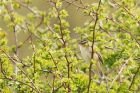 sedgeWarbler_010515k.jpg