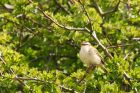 sedgeWarbler_010515m.jpg