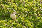 sedgeWarbler_010515o.jpg