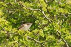 sedgeWarbler_010515p.jpg