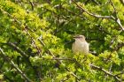 sedgeWarbler_010515q.jpg