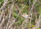 sedgeWarbler_030510a.jpg