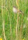 sedgeWarbler_060809a.jpg