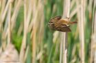 sedgeWarbler_230515a.jpg