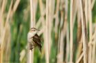 sedgeWarbler_230515b.jpg