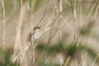 sedgeWarbler_230515c.jpg