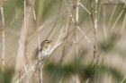 sedgeWarbler_230515d.jpg