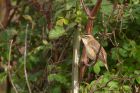 sedgeWarbler_250411a.jpg