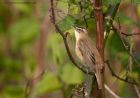 sedgeWarbler_250411b.jpg