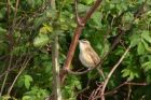 sedgeWarbler_250411c.jpg