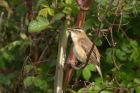 sedgeWarbler_250411e.jpg