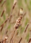 sedgeWarbler_270409a.jpg