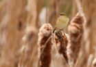 sedgeWarbler_270409b.jpg