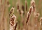 sedgeWarbler_270409d.jpg