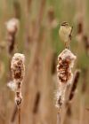 sedgeWarbler_270409e.jpg