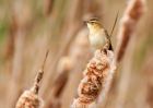 sedgeWarbler_280409e.jpg