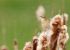 sedgeWarbler_280409g.jpg