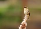 sedgeWarbler_280409l.jpg