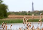 sedgeWarbler_280409m.jpg