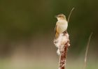 sedgeWarbler_280409p.jpg