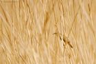 sedge_mmWWT_300419aa.jpg