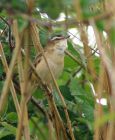 sedgewarbler_1105a.jpg