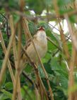 sedgewarbler_1105b.jpg