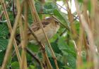 Filename=sedgewarbler_1105c.jpg
Filesize=135KB
Dimensions=800x564
Date added=Nov 10, 2008 sedgewarbler_1105c.jpg